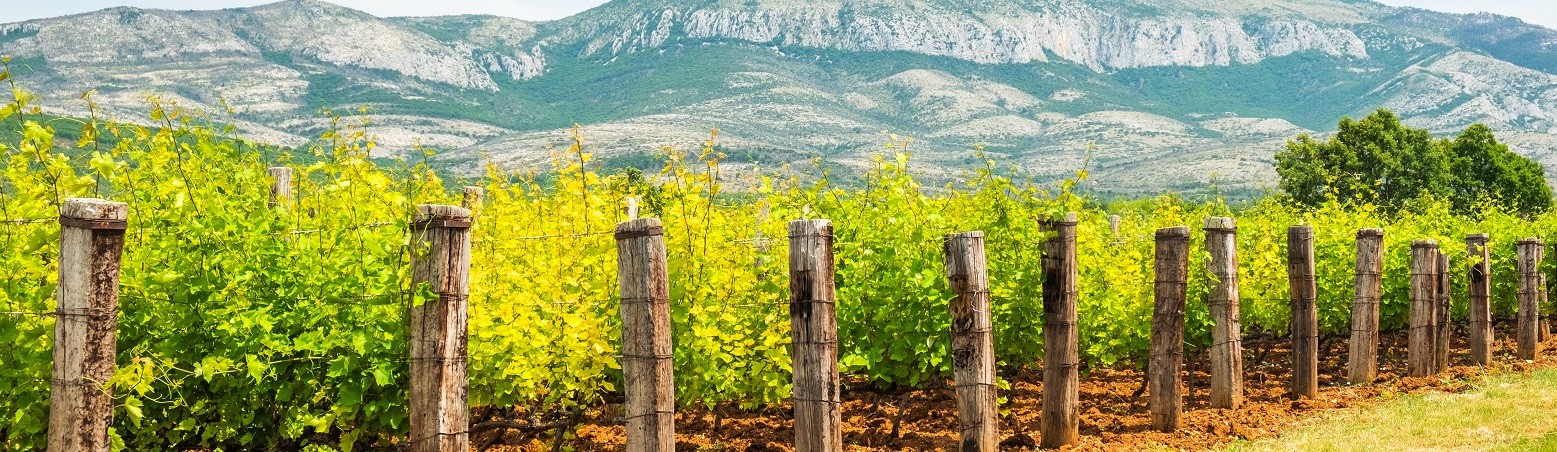 Croatia vineyard - SOUTH DALMATIA GASTRO & WINE TOUR